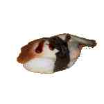 005 Unagi Nigiri